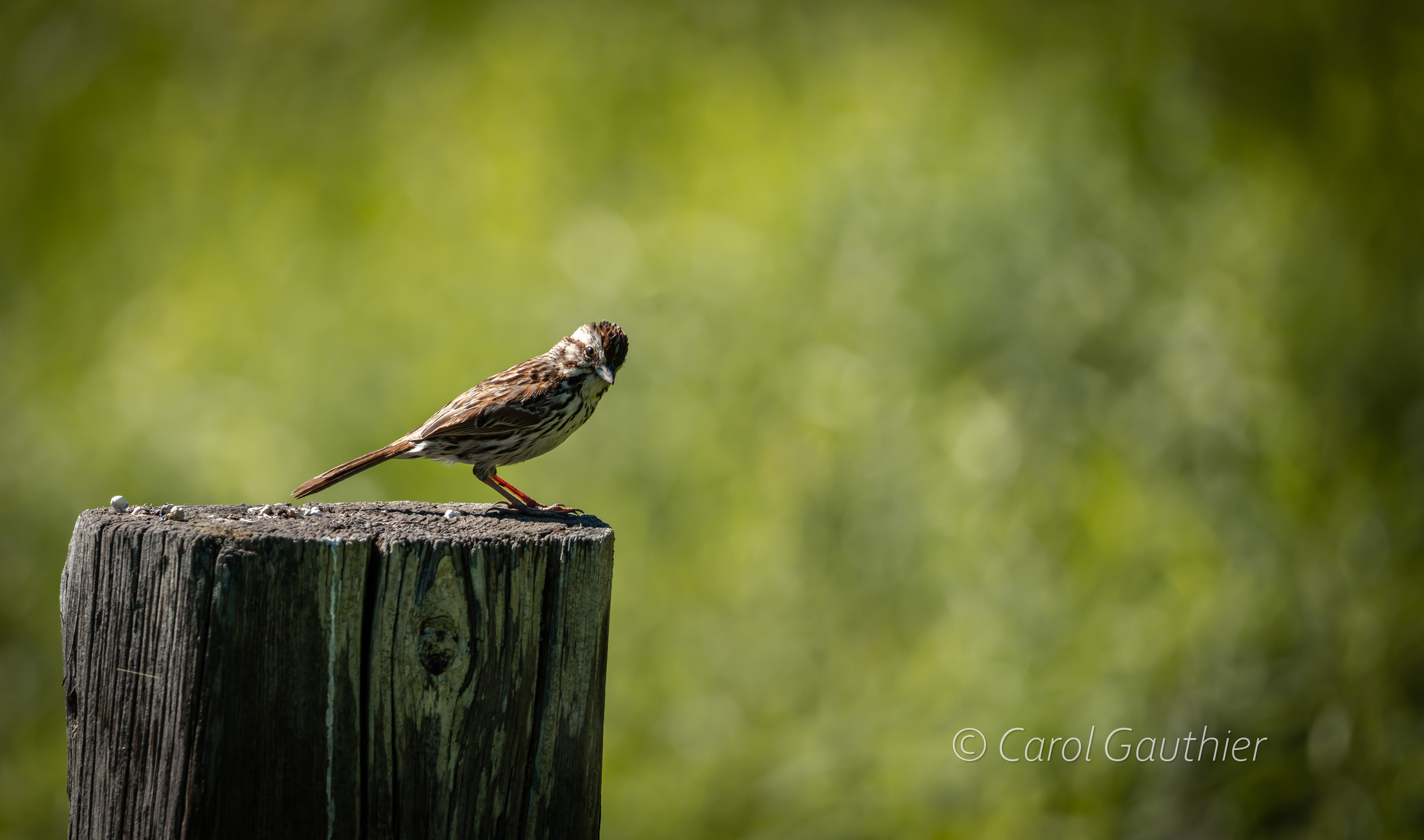 A Song Sparrow in Southern Quebec