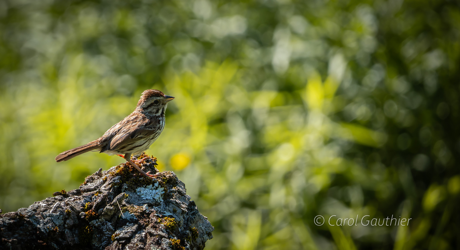 A Song Sparrow in Southern Quebec