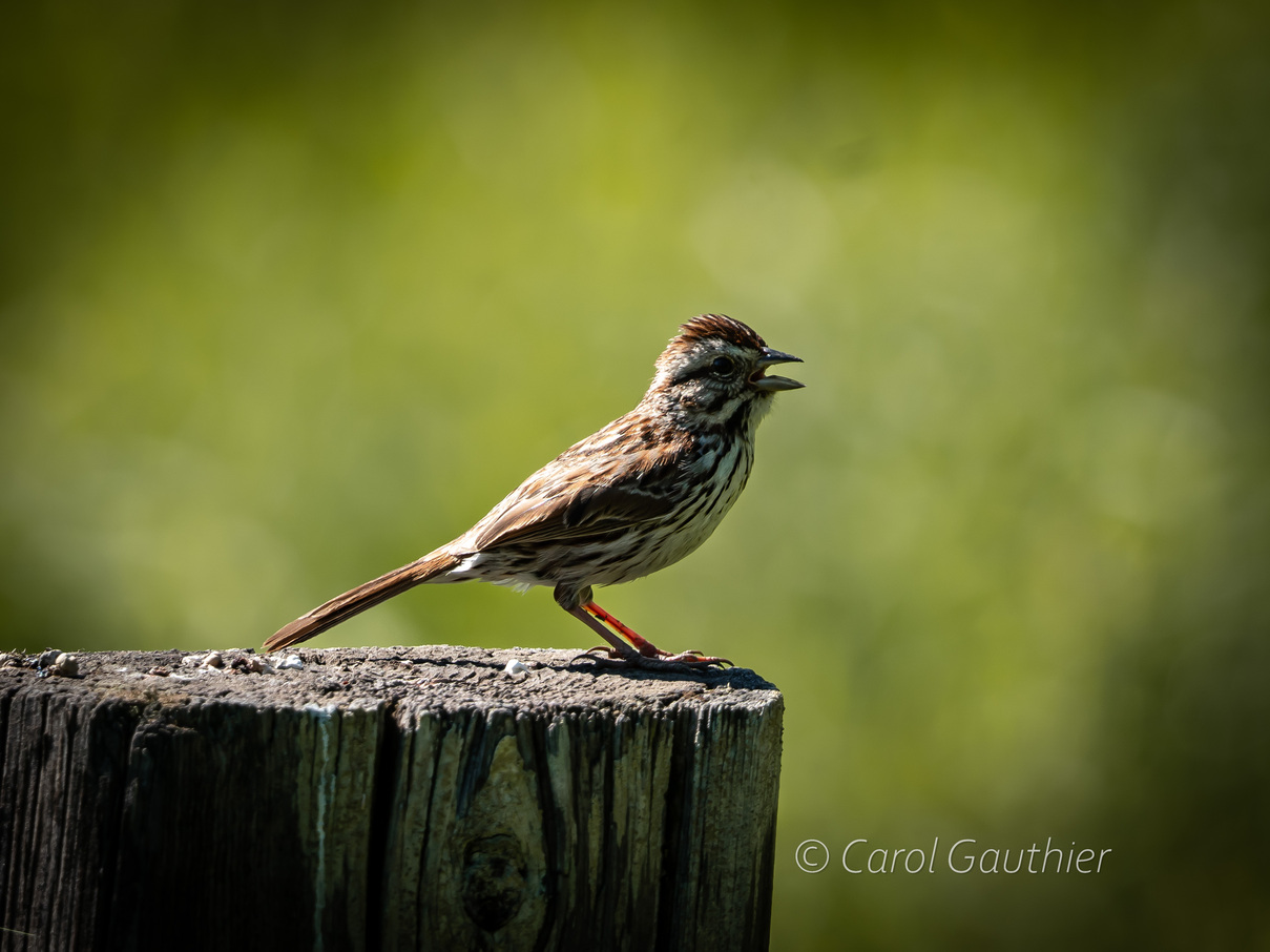 A Song Sparrow in Southern Quebec
