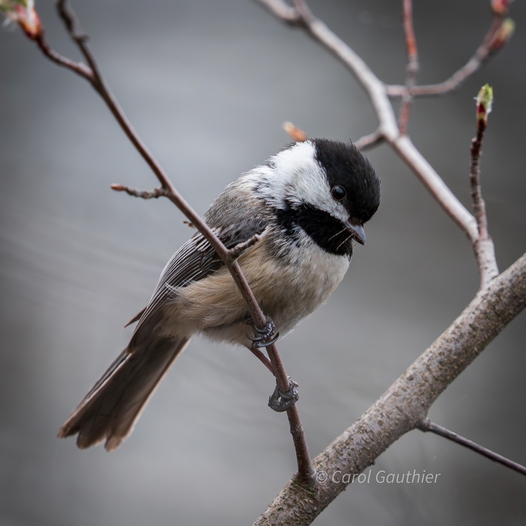 Black-capped Chickadee, Sherbrooke, Québec, Canada