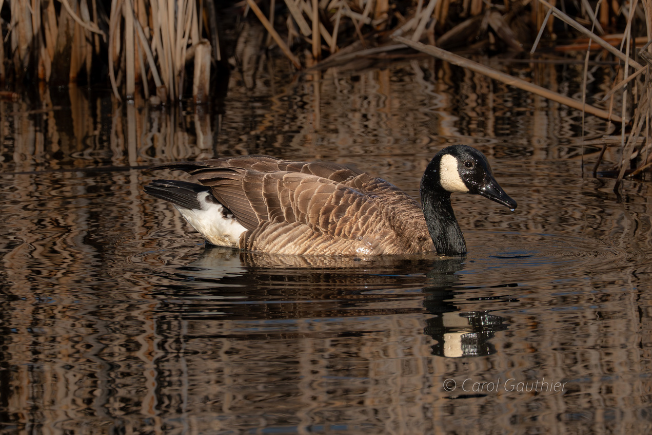 Canada Goose, Marais St-François, Sherbrooke, Qc, Canada