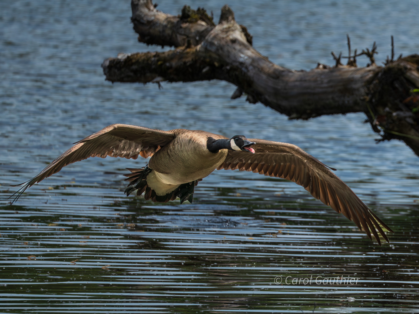Canada Goose, Magog River, Sherbrooke, Qc, Canada