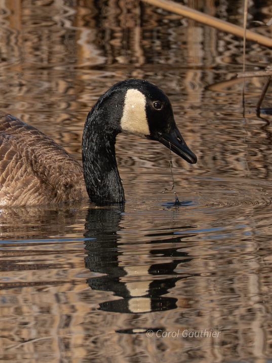 Canada Goose Close-up, Marais St-François, Sherbrooke, Qc, Canada