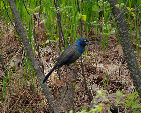 Common Grackle