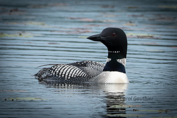 Common Loon (Canada Loon)