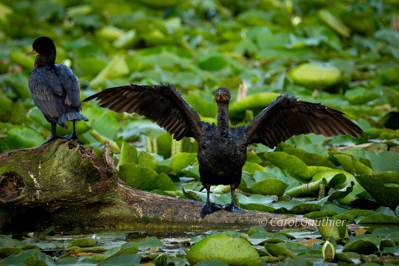 Cormorant at the Marais St-François, Sherbrooke, Quebec, Canada