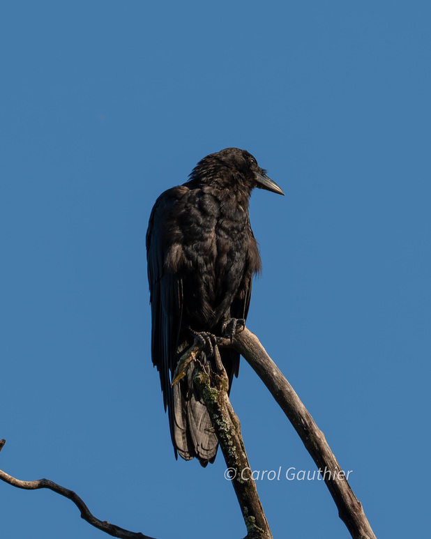 A crow perched in Sherbrooke, Quebec, Canada.