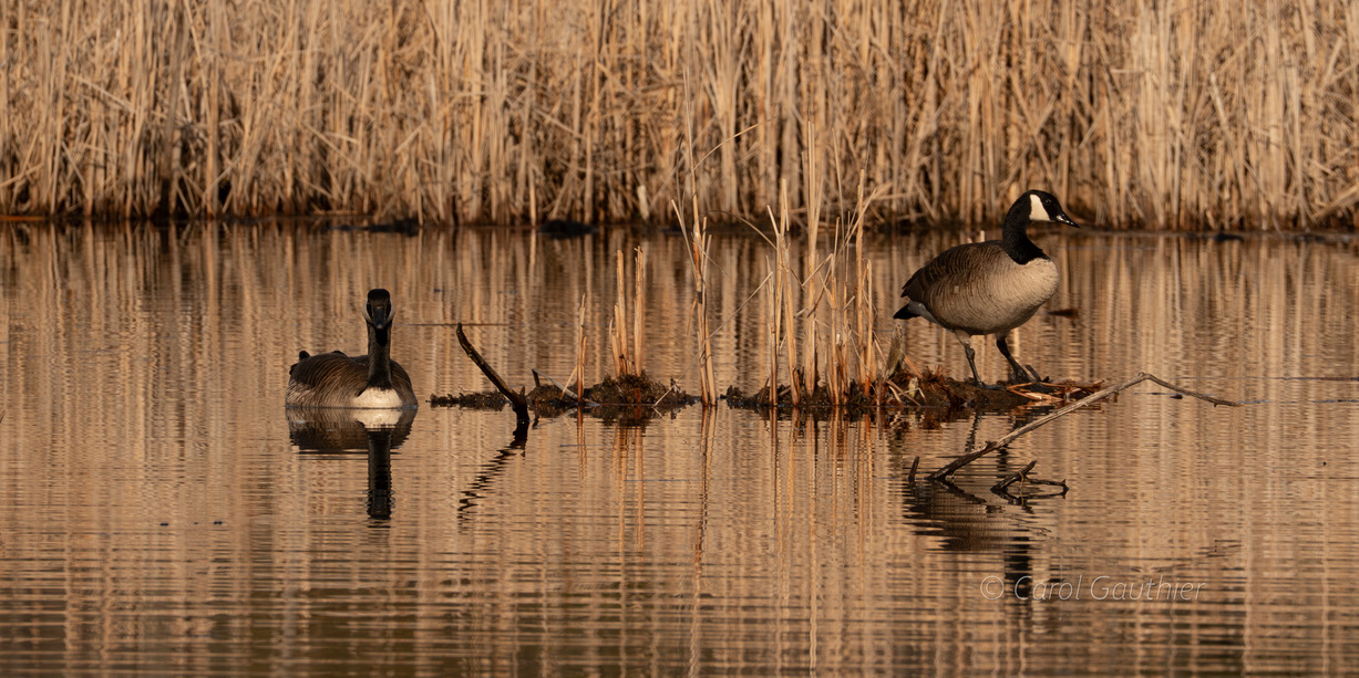 Canada Geese at sunset, Marais St-François, Sherbrooke, Qc, Canada
