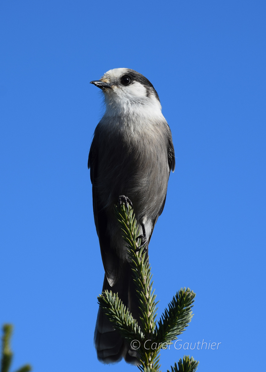 Gray Jay