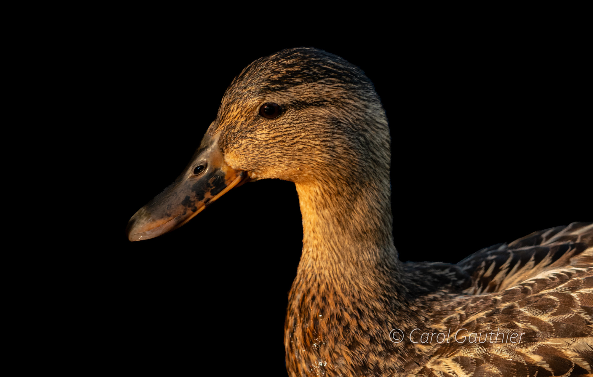 Female Mallard Duck