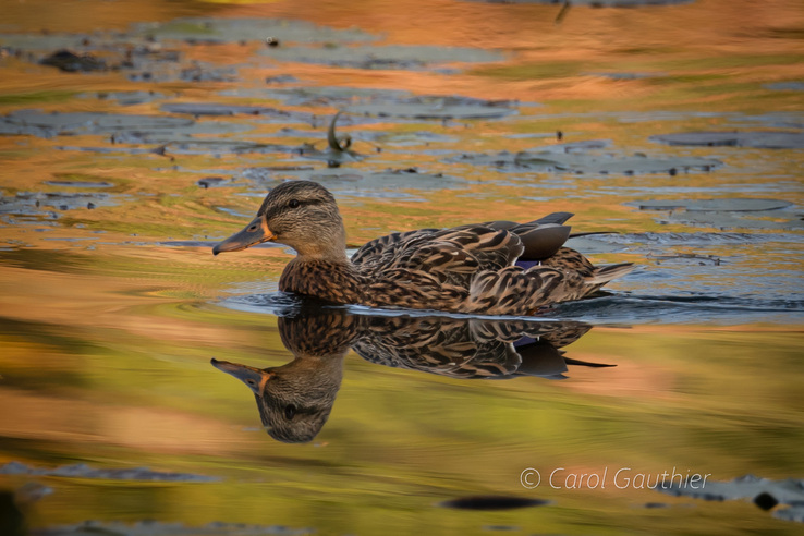 Female Mallard Duck and Autumn colors