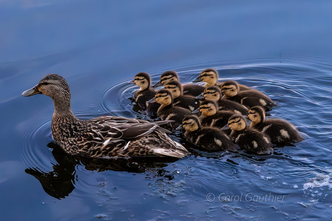 Mother Mallard and her family