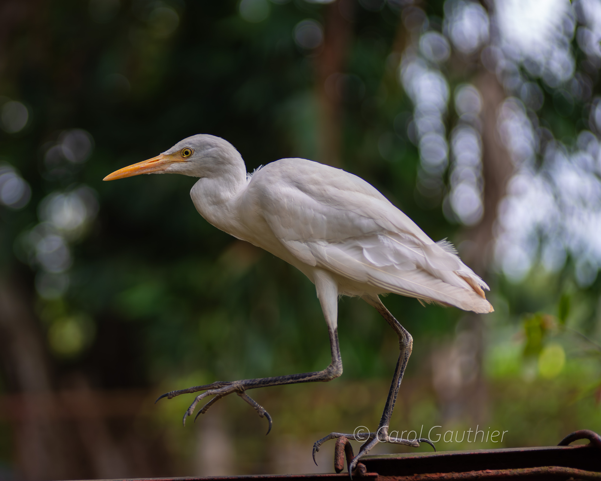 Medium Egret in the Mekong Delta, Vietnam