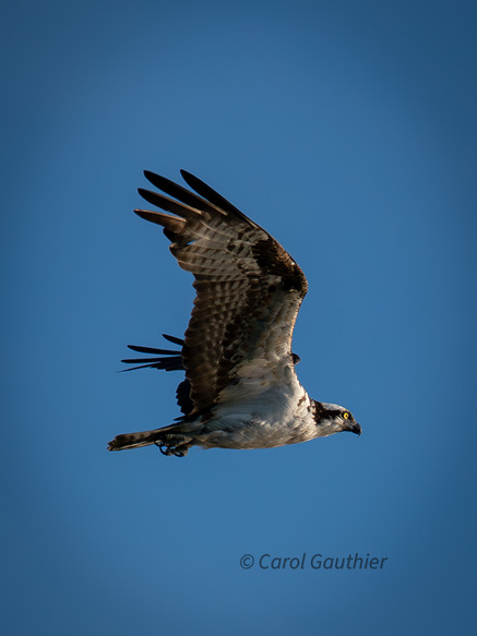 Osprey, Île du Marais, Sainte-Catherine-de-Hatley, Quebec, Canada, 2025