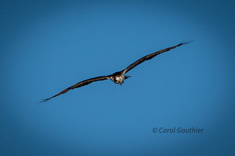 Osprey, Île du Marais, Sainte-Catherine-de-Hatley, Quebec, Canada, 2025