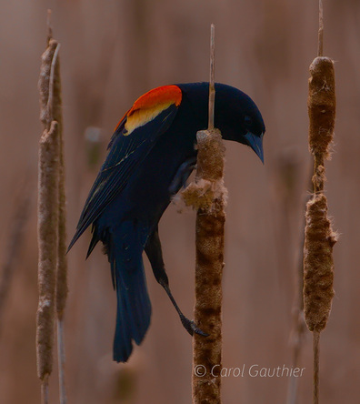 Redwinged Black bird (Male)