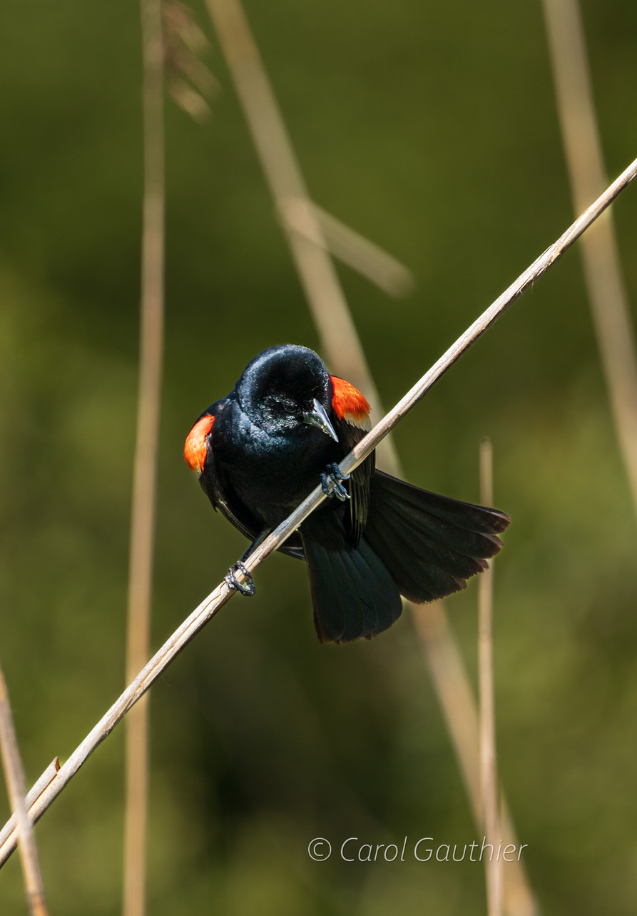 Redwinged Black bird (Male)