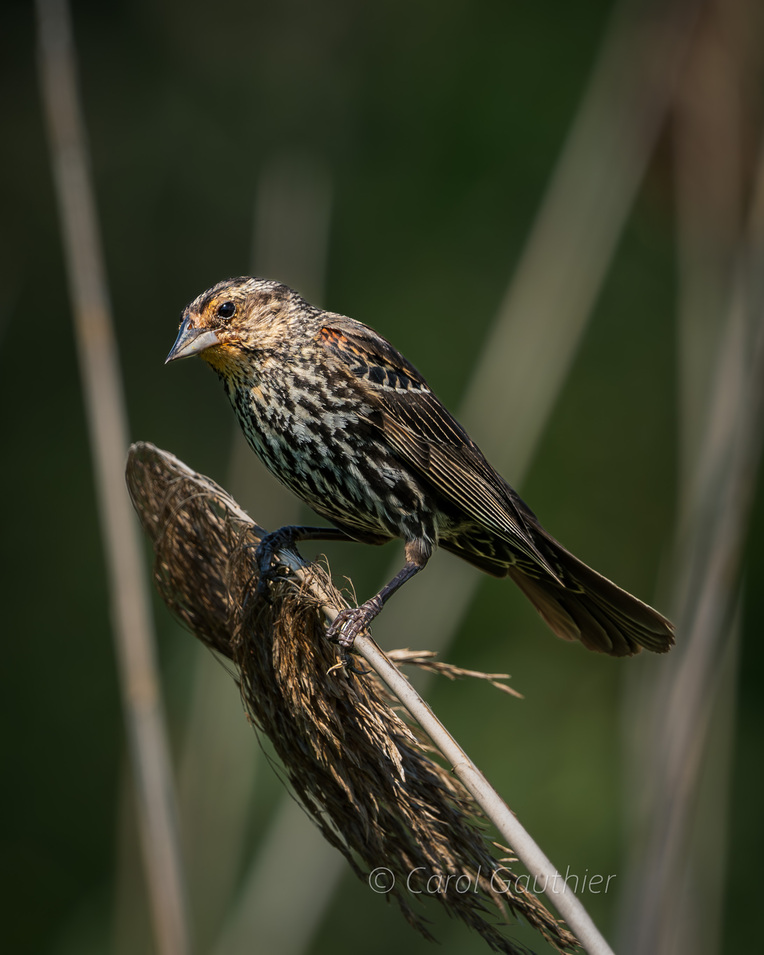 Redwinged Black bird (Female)