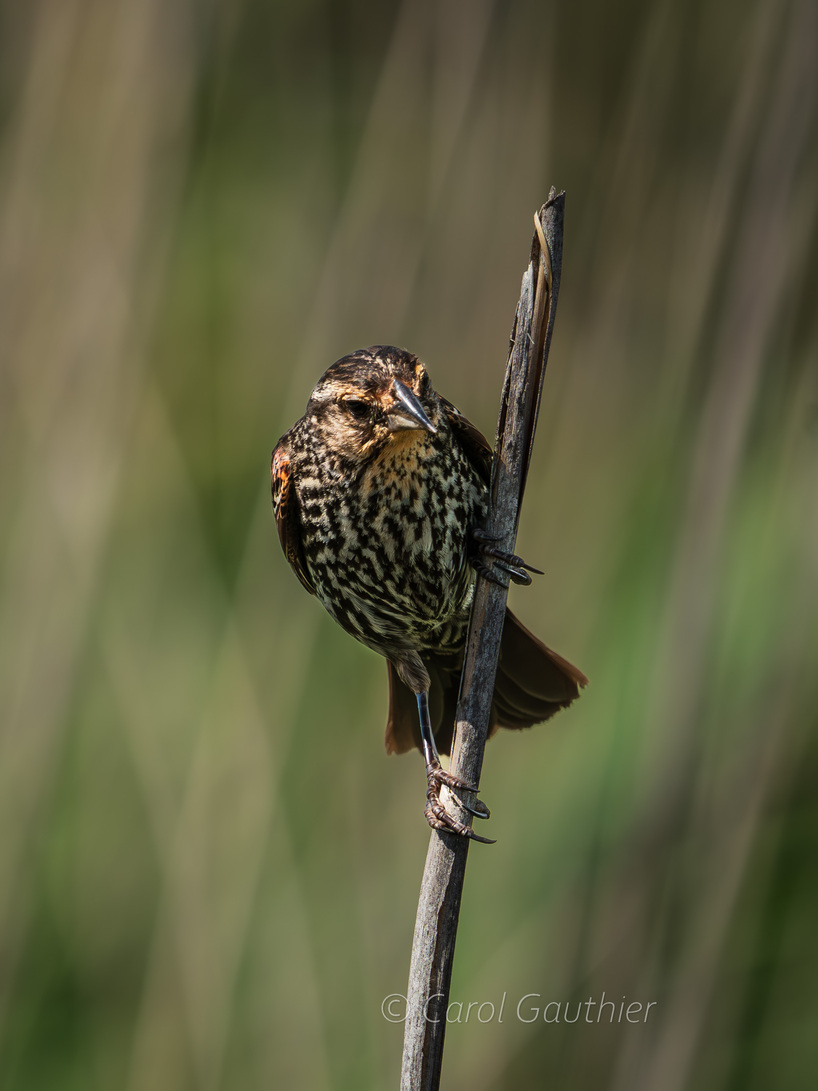 Redwinged Black bird (Female)