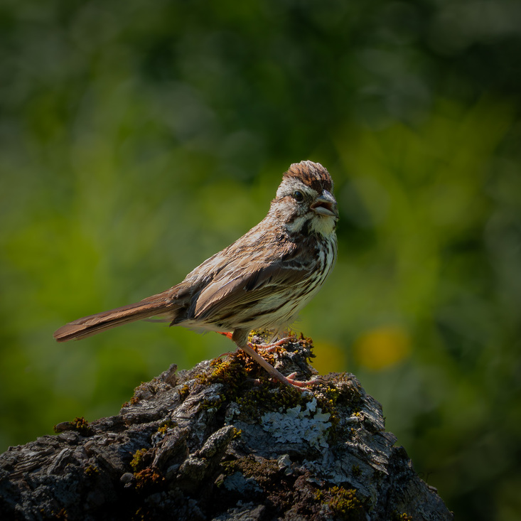 A Song Sparrow in Southern Quebec