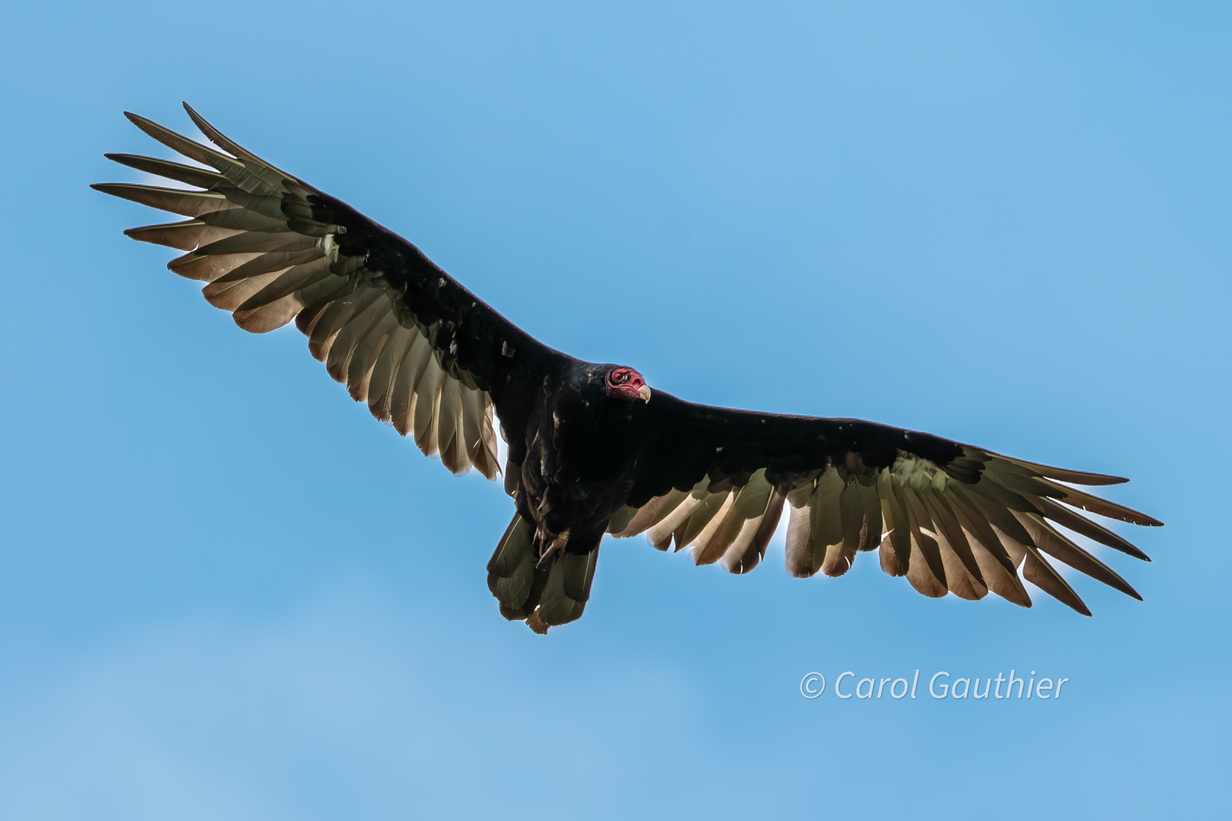Turkey Vulture