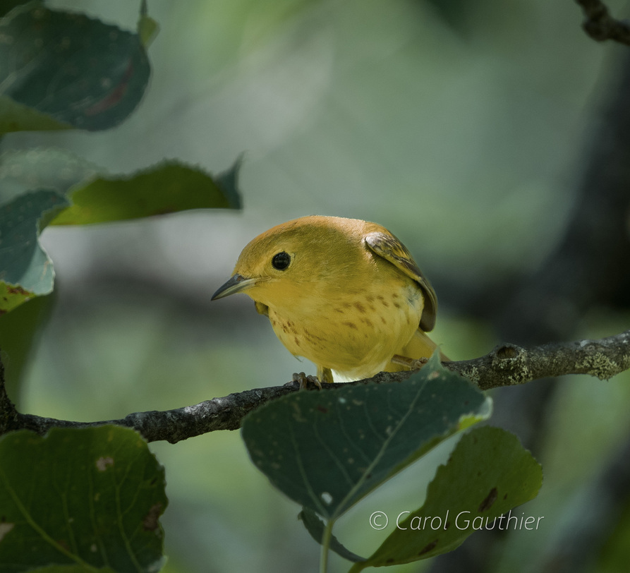 Yellow Warbler