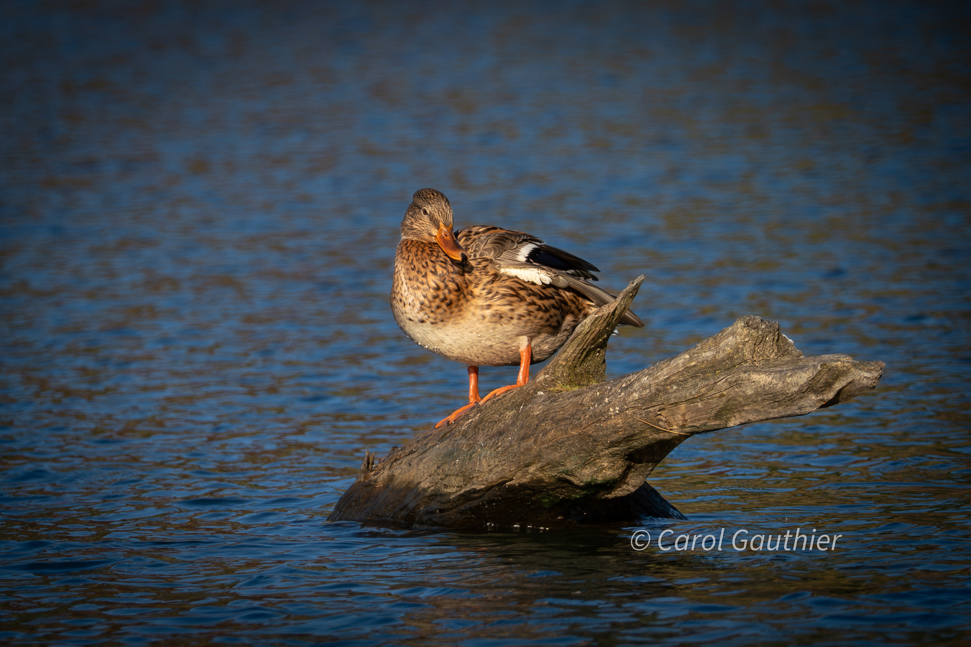 Canard Mallard femelle sous le soleil