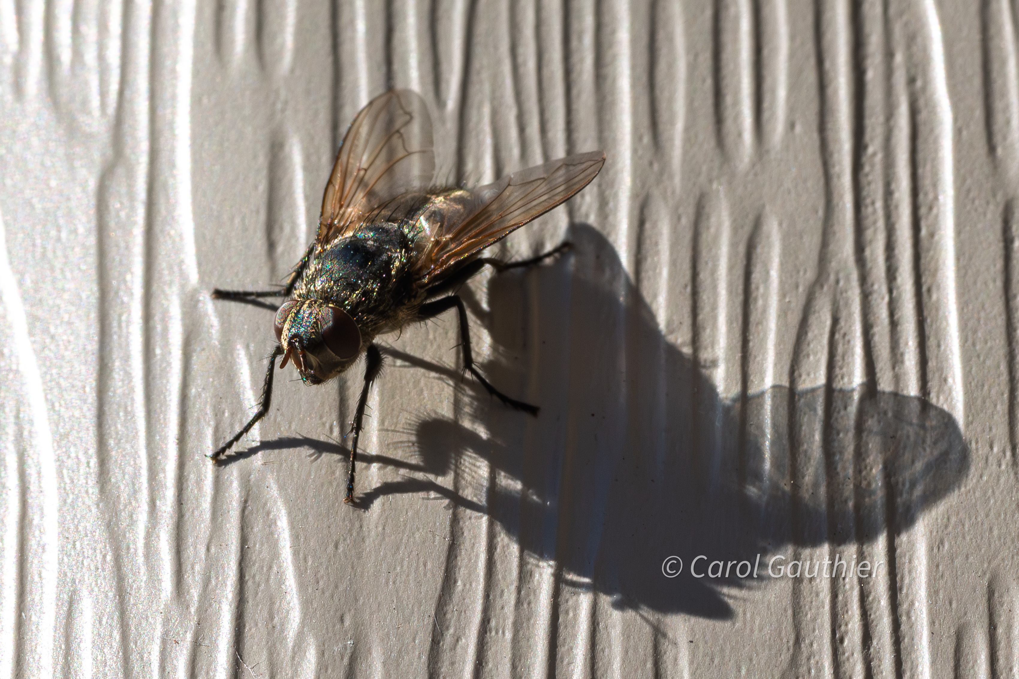 Une mouche se fait dorer au soleil