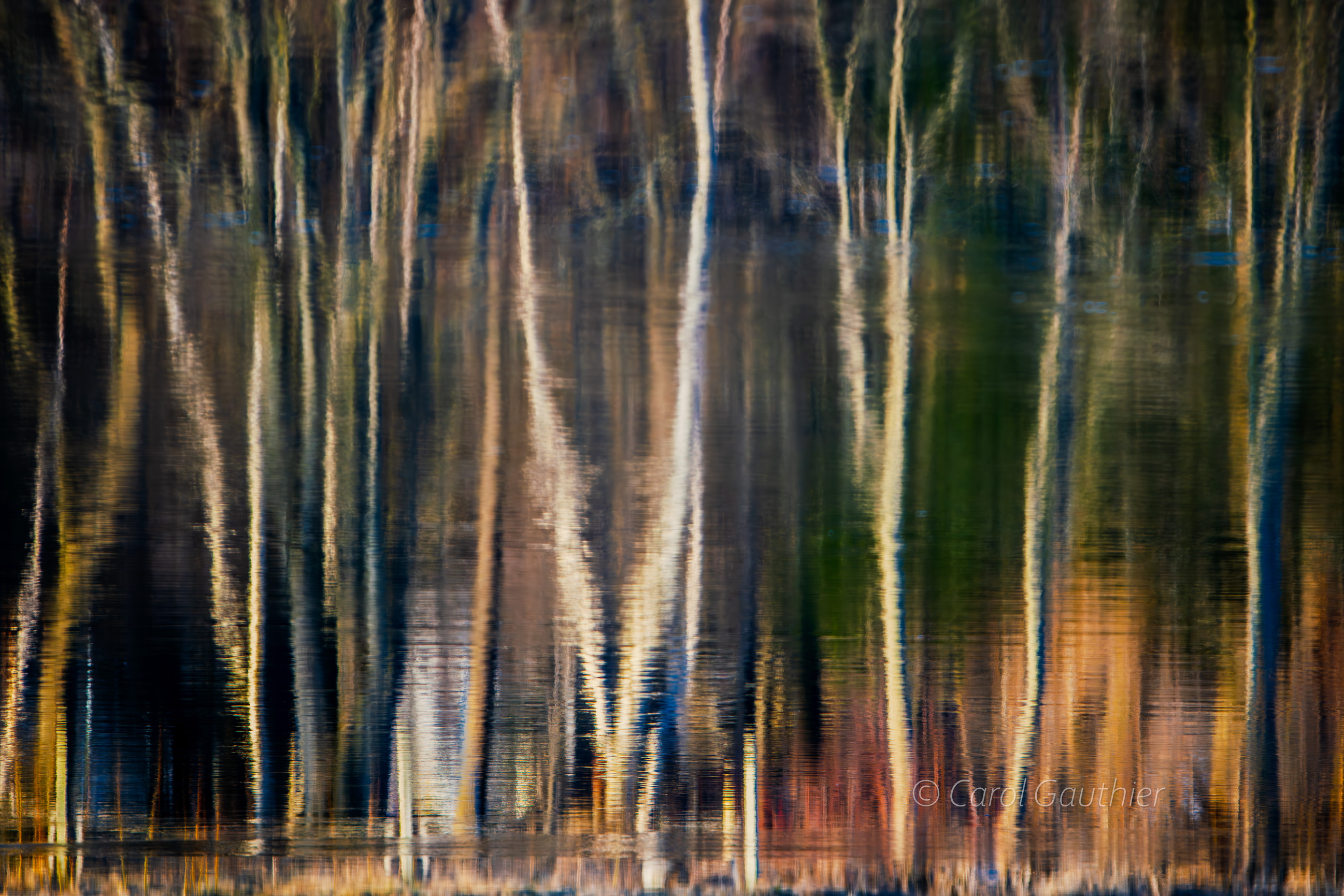 Réflexion de la forêt d'automne sur la rivière Magog.
