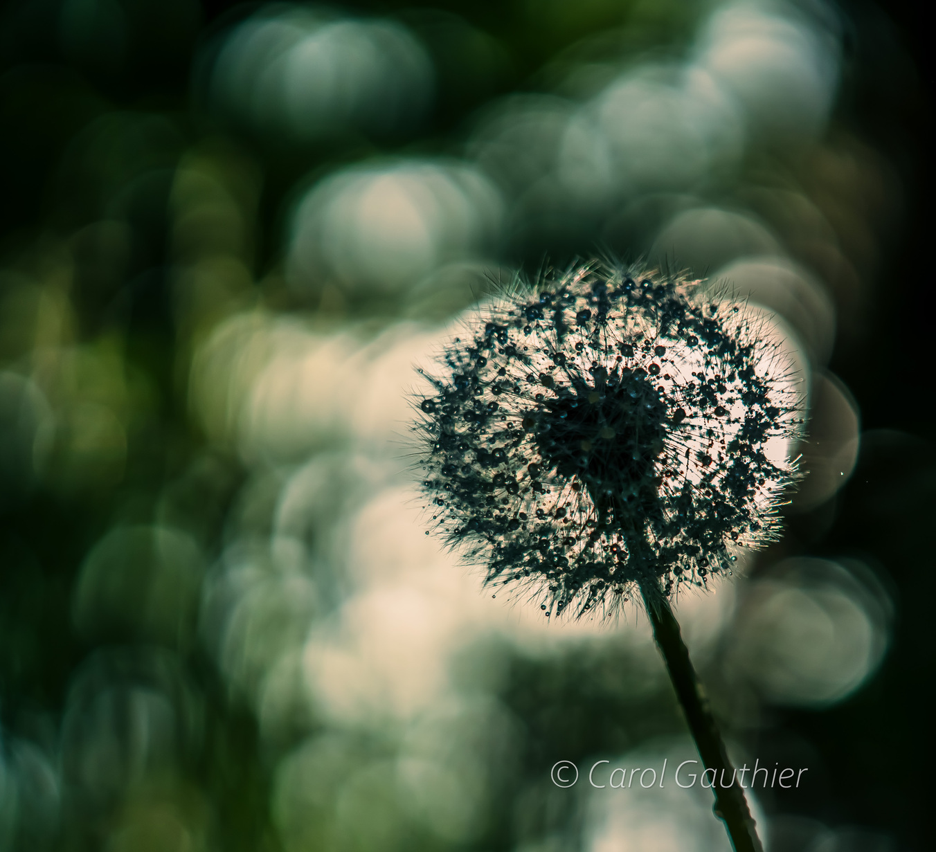 Pissenlits, lumière et rosée - 2