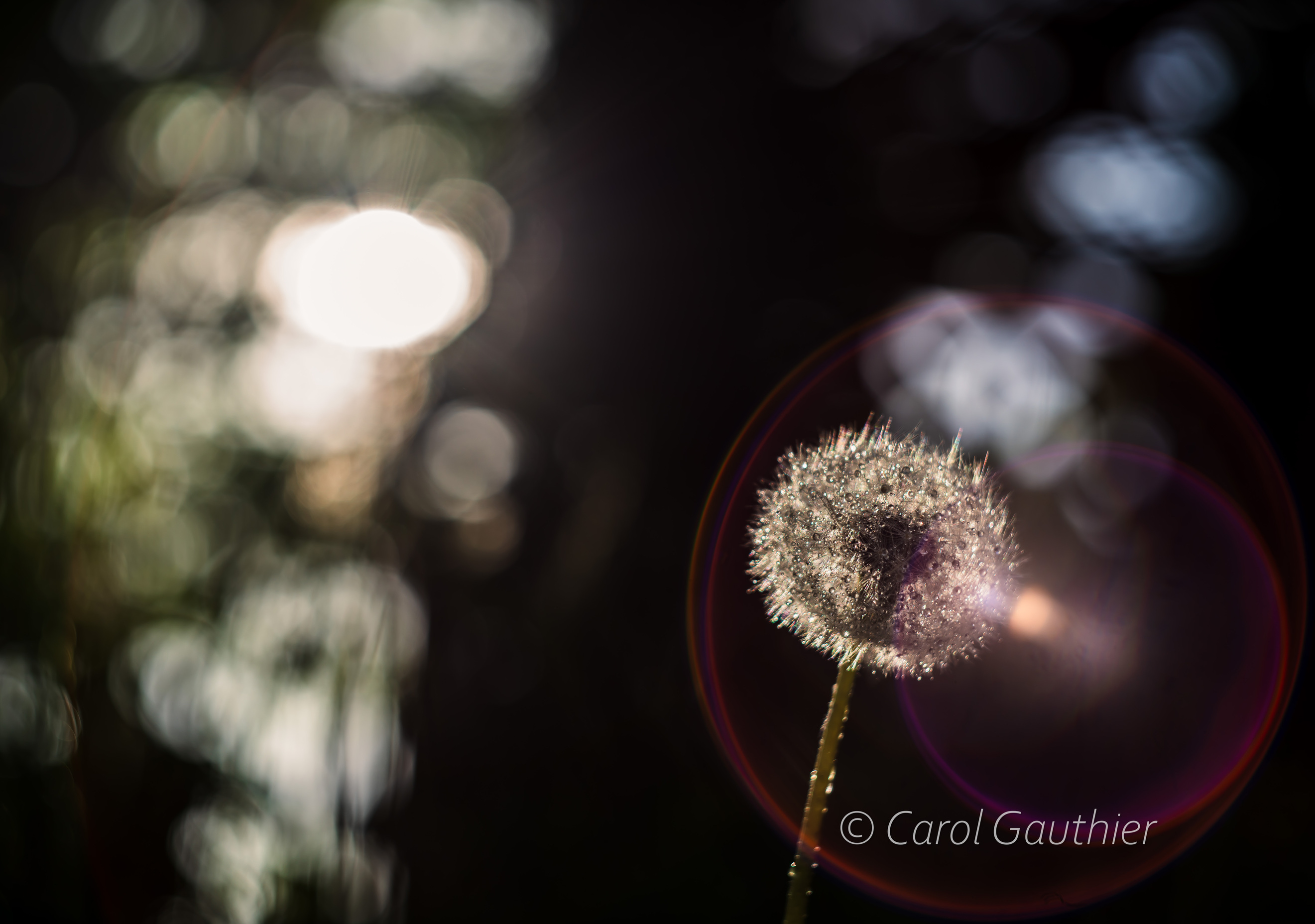 Pissenlits, lumière et rosée - 3
