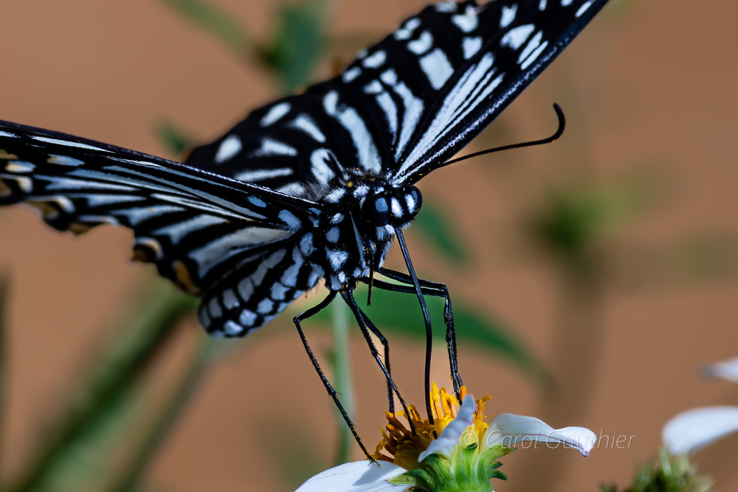 Un papillon noir et blanc dans le nord du Vietnam I