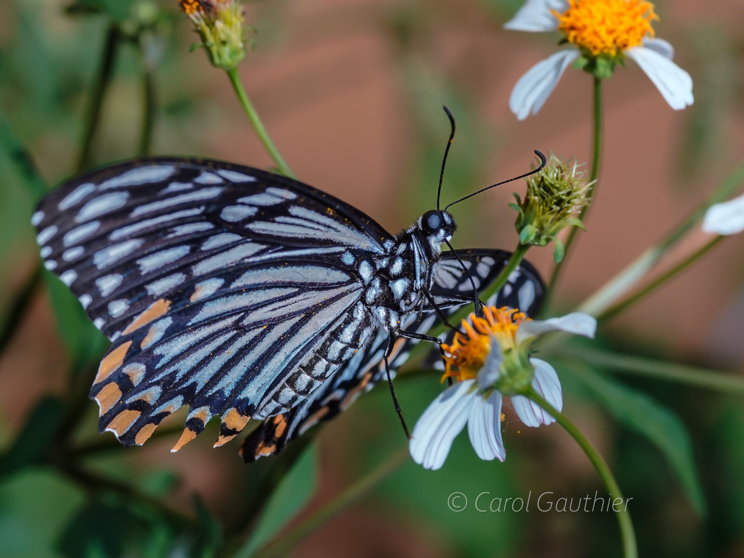 Un papillon noir et blanc dans le nord du Vietnam II