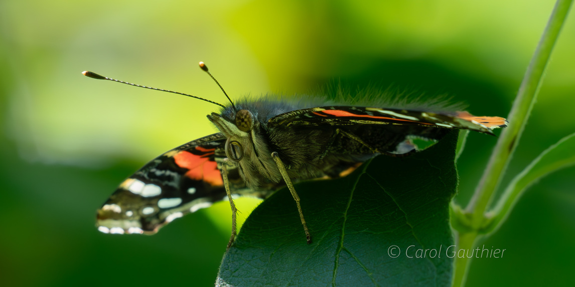 Un papillon vue de face - 1, Lennoxville, Quebec, Canada