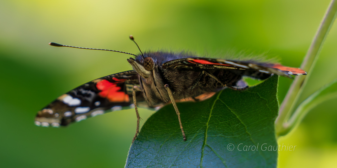 Un papillon vue de face - 2, Lennoxville, Quebec, Canada