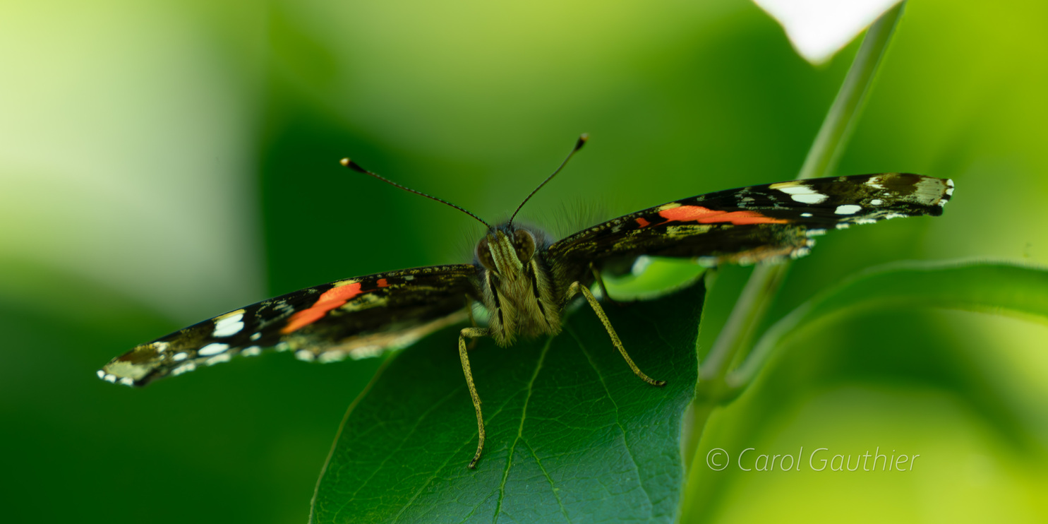 Un papillon vue de face - 3, Lennoxville, Quebec, Canada
