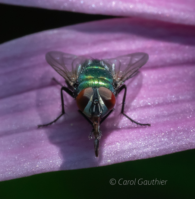La mouche