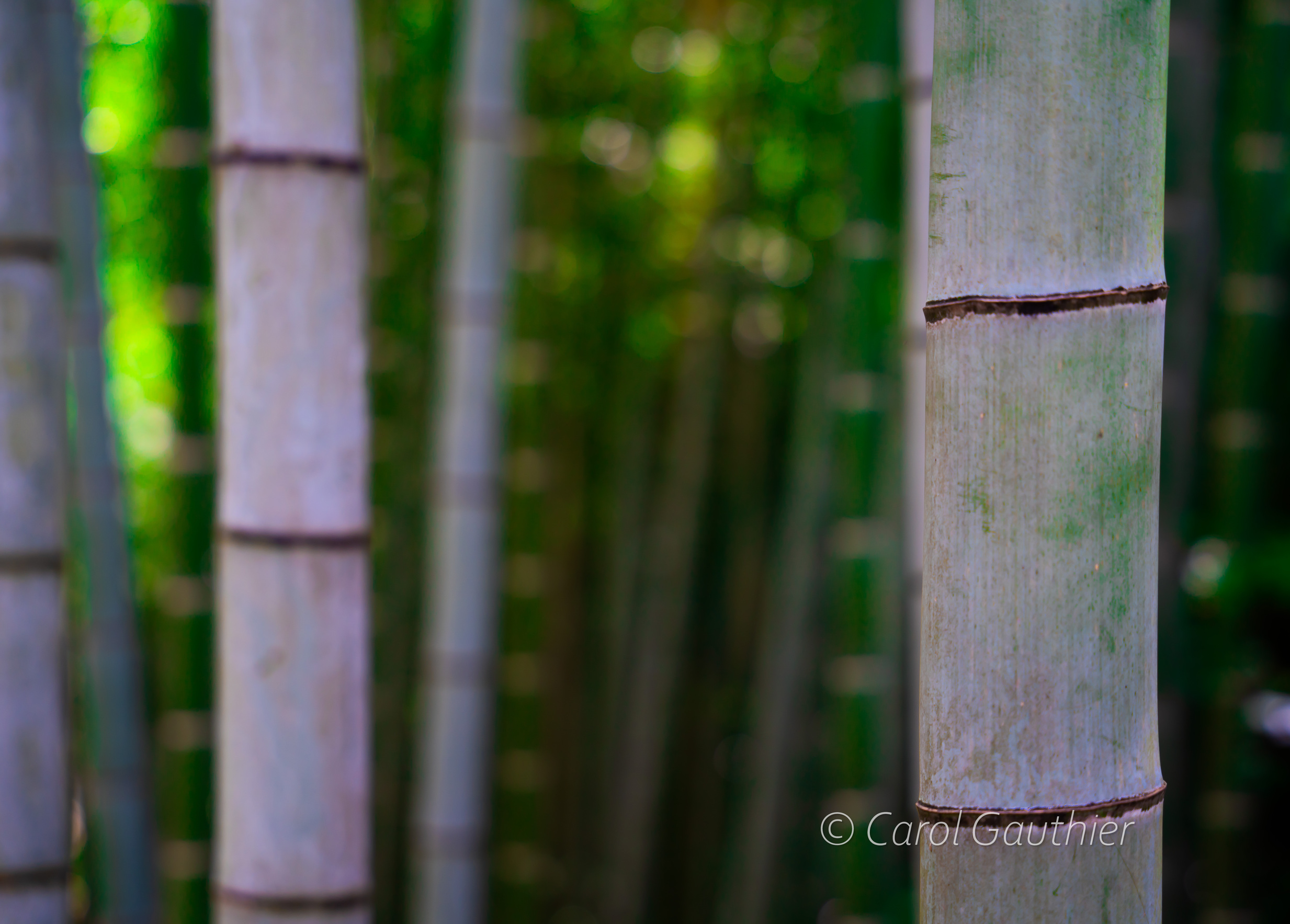 Ferêt de bamboo au Japon