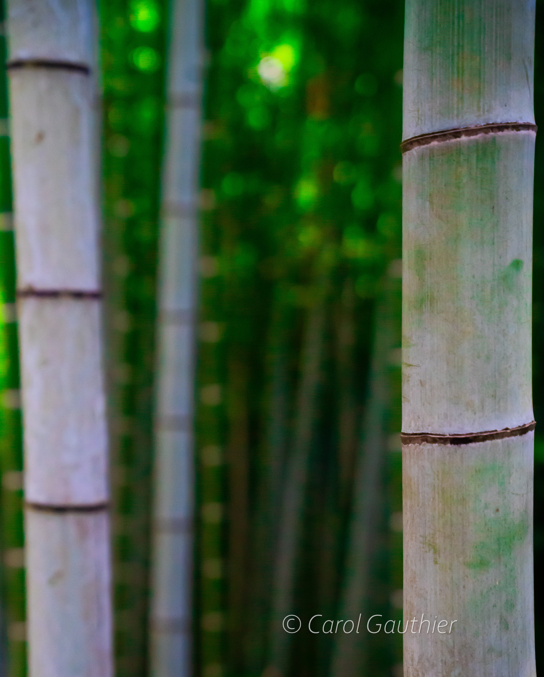 Ferêt de bamboo au Japon