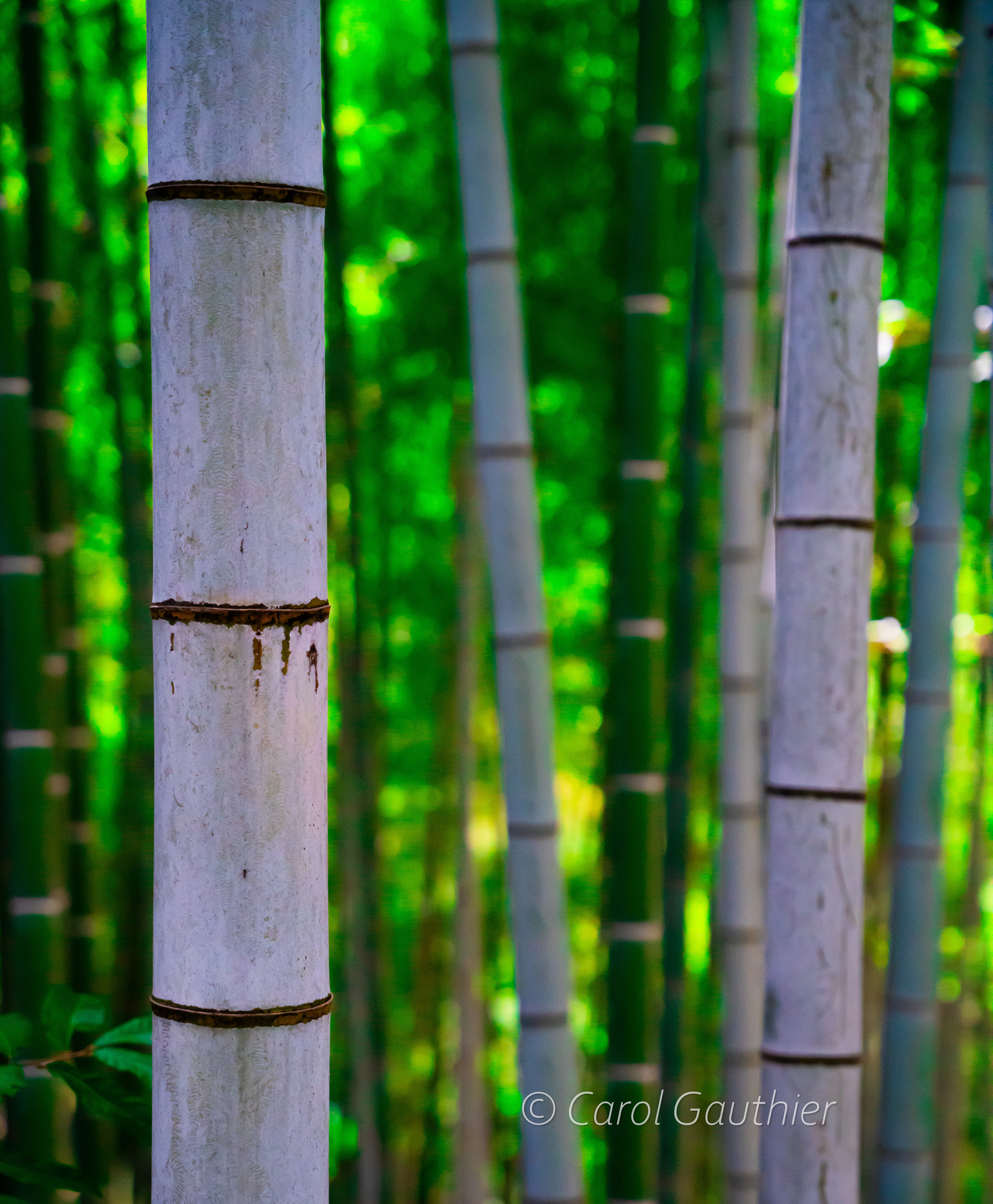 Ferêt de bamboo au Japon