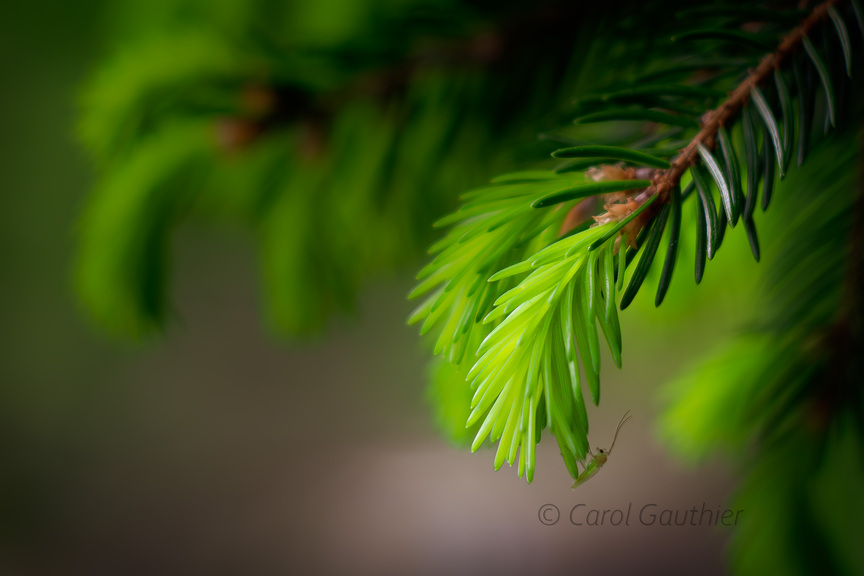 Éclosion de vert tendre du printemps