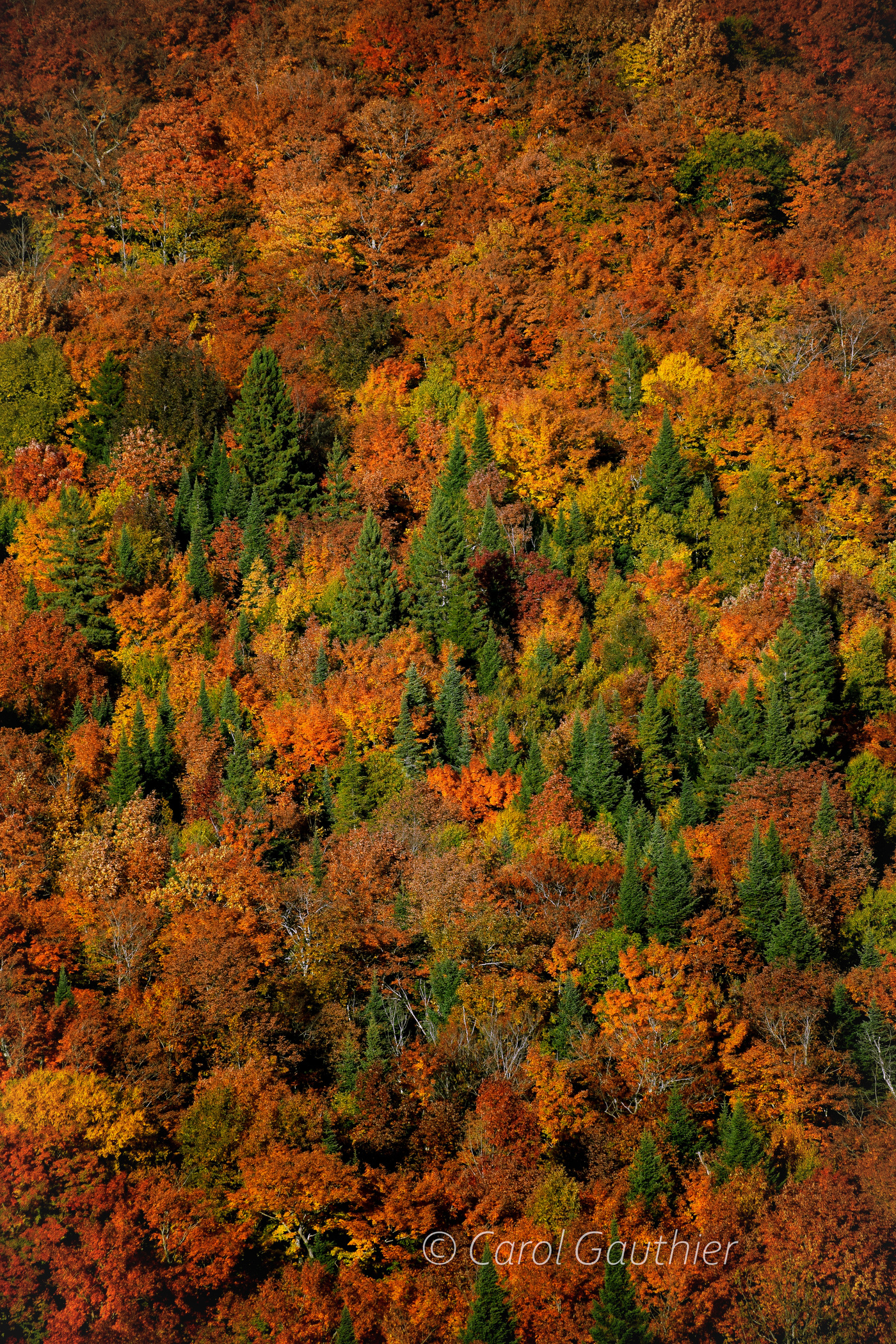 Tapisserie d'automne