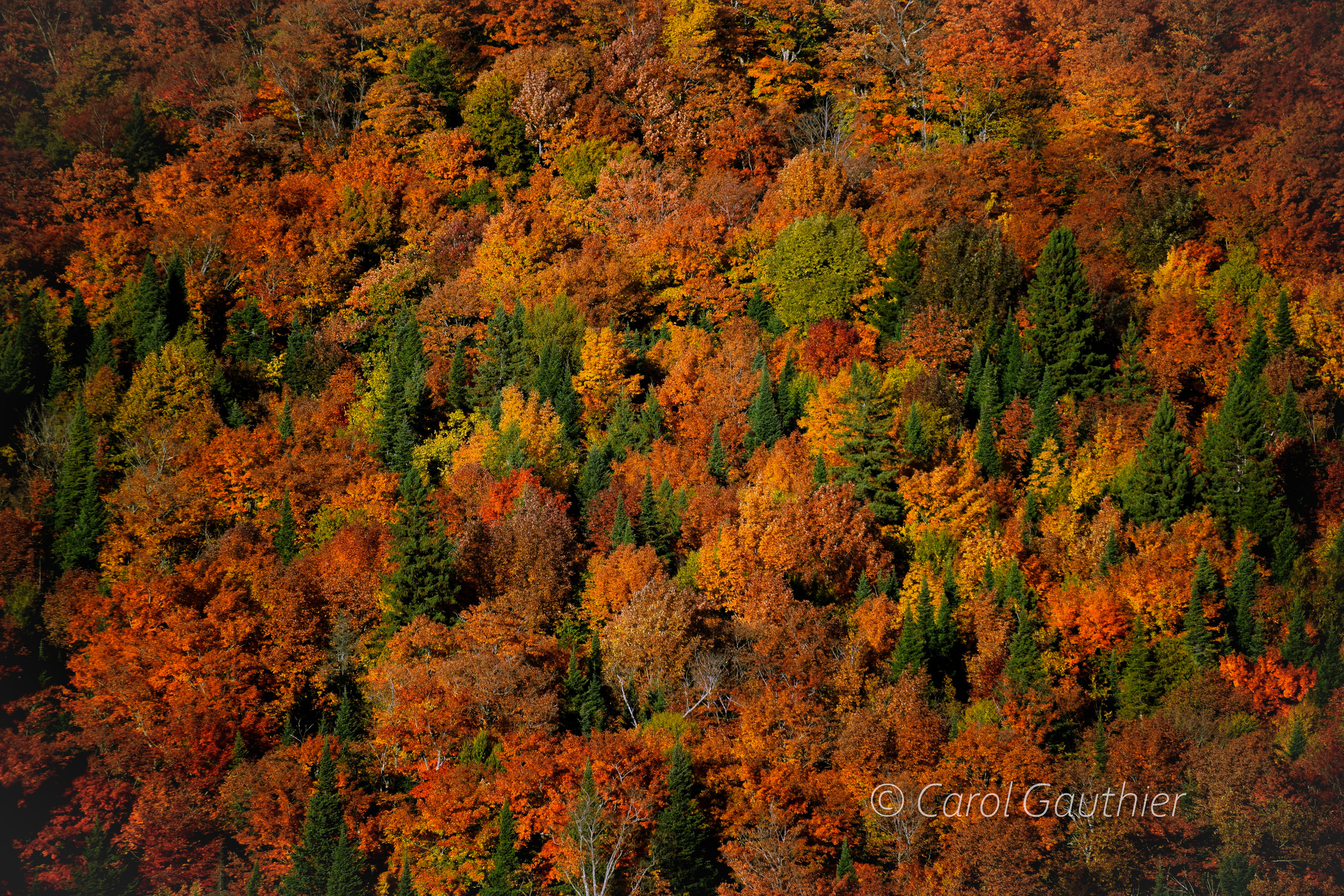 Tapisserie d'automne